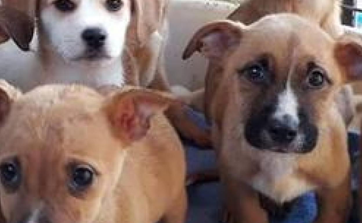 Hallan un perro muerto y 16 hacinados en un domicilio de Gijón El
